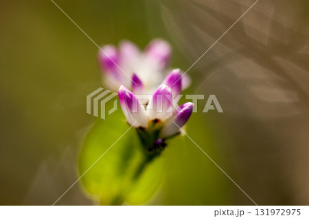 信濃川・やすらぎ堤の溝蕎麦(みぞそば) 131972975