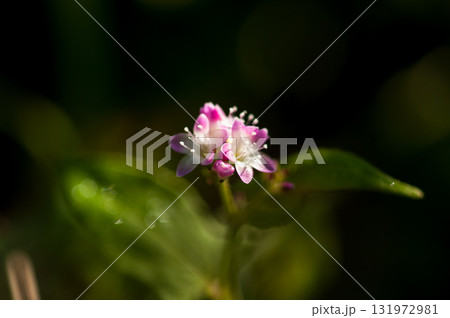信濃川・やすらぎ堤の溝蕎麦(みぞそば) 131972981