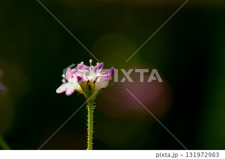 信濃川・やすらぎ堤の溝蕎麦(みぞそば) 131972983