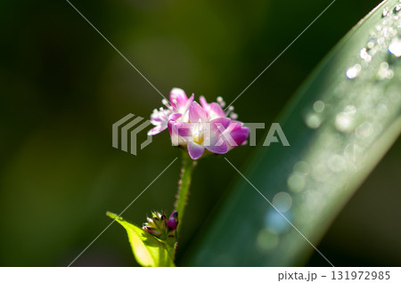 信濃川・やすらぎ堤の溝蕎麦(みぞそば) 131972985
