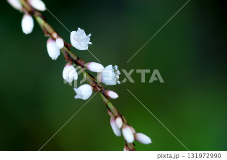 信濃川・やすらぎ堤の白花桜蓼(しろばなさくらたで) 信濃川・やすらぎ堤の白花桜蓼(しろばなさくらたで) 131972990