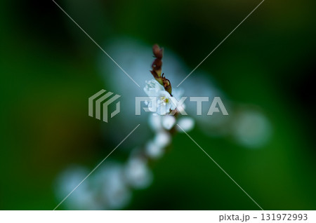 信濃川・やすらぎ堤の白花桜蓼(しろばなさくらたで) 131972993