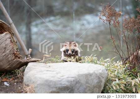 岩陰から顔を出すタヌキ 131973005