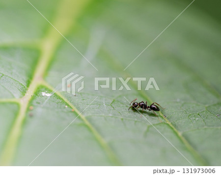 葉の上の小さなアリ 葉の上の小さなアリ 131973006