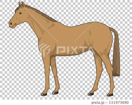 栗色馬(純種馬) 栗色馬(純種馬) 131973690
