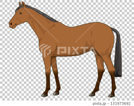 栗色馬(純種馬) 栗色馬(純種馬) 131973692