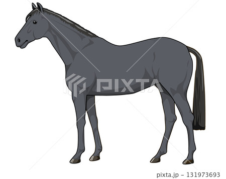 青毛（黒毛）の馬（サラブレット） 131973693