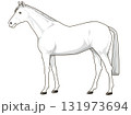 白毛の馬（サラブレット） 131973694