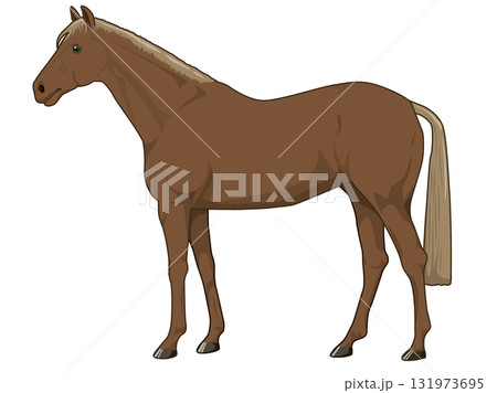 栃栗毛の馬（サラブレット） 131973695