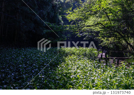 静岡県周智郡森町鍛治島　山里の風景 131973740