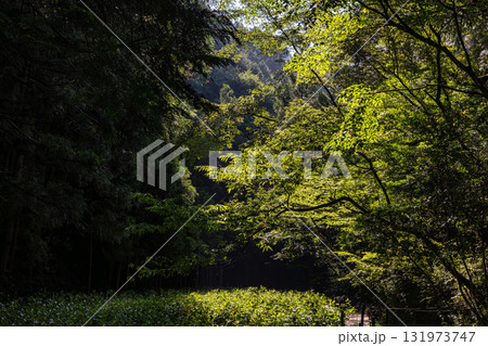 静岡県周智郡森町鍛治島　山里の風景 131973747