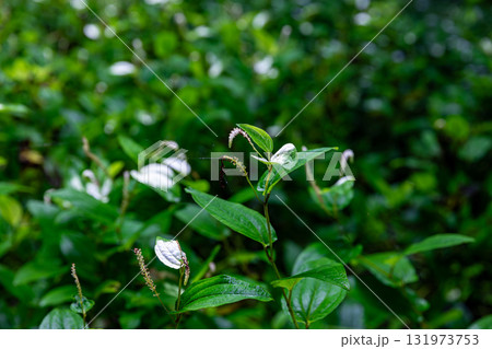 静岡県周智郡森町鍛治島 山里の風景 静岡県周智郡森町鍛治島 山里の風景 131973753