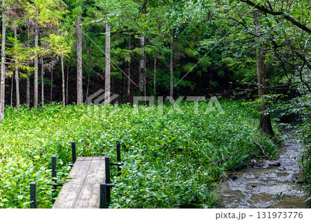 静岡県周智郡森町鍛治島　山里の風景 131973776