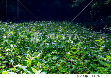 静岡県周智郡森町鍛治島　山里の風景 131973886