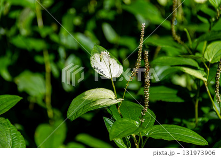 静岡県周智郡森町鍛治島 山里の風景 静岡県周智郡森町鍛治島 山里の風景 131973906