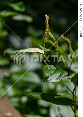 静岡県周智郡森町鍛治島　山里の風景 131973914
