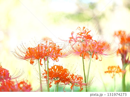 群生する秋の花 曼殊沙華 群生する秋の花 曼殊沙華 131974273