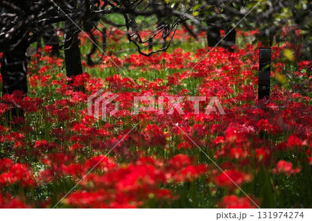 群生する秋の花 曼殊沙華 群生する秋の花 曼殊沙華 131974274