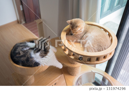 pet care concept with play and happy feeling with cat in living room pet care concept with play and happy feeling with cat in living room 131974296