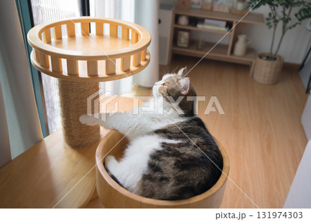 pet care concept with play and happy feeling with cat in living room pet care concept with play and happy feeling with cat in living room 131974303