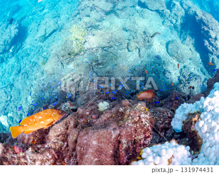 アカハタ、ソラスズメダイ他の群れ。静岡県伊豆半島南伊豆町中木ヒリゾ浜-2025年 アカハタ、ソラスズメダイ他の群れ。静岡県伊豆半島南伊豆町中木ヒリゾ浜-2025年 131974431