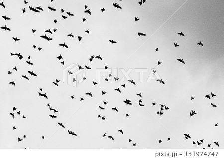 空を舞う鳥の群れ 131974747