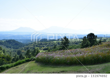 ヒゴタイ公園の風景 ヒゴタイ公園の風景 131974892