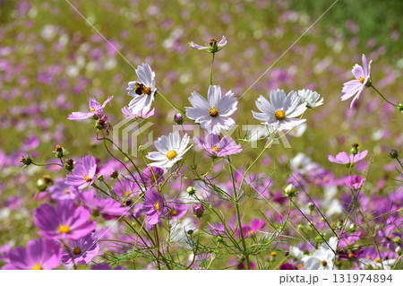 ヒゴタイ公園の風景 ヒゴタイ公園の風景 131974894