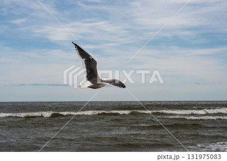 Seagull soaring gracefully above sea waves under sky Seagull soaring gracefully above sea waves under sky 131975083