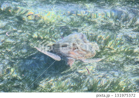 グレートバリアリーフの海を泳ぐウミガメ 131975372