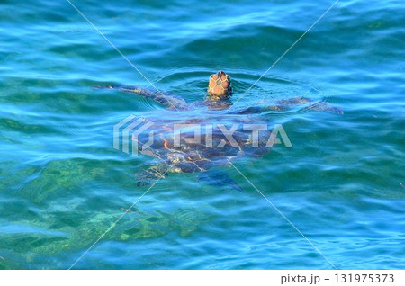 グレートバリアリーフの海で泳ぐウミガメ グレートバリアリーフの海で泳ぐウミガメ 131975373