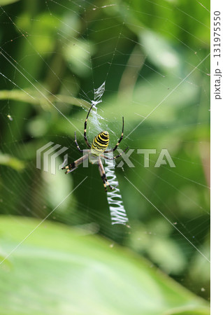 ナガコガネグモと隠れ帯1 ナガコガネグモと隠れ帯1 131975550