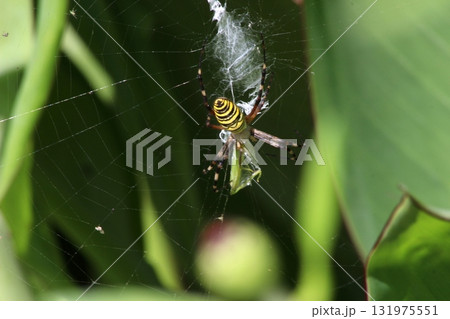 獲物を捕まえたナガコガネグモ1 獲物を捕まえたナガコガネグモ1 131975551