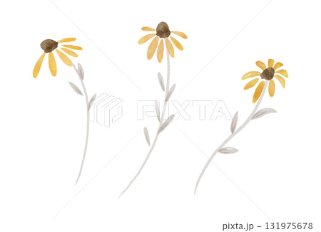 黄色い秋の花のイラスト 水彩風 黄色い秋の花のイラスト 水彩風 131975678
