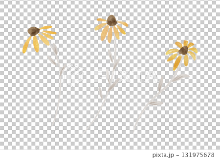 Yellow autumn flower illustration in watercolor style Yellow autumn flower illustration in watercolor style 131975678