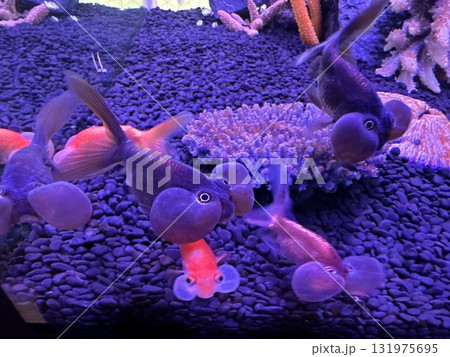 金魚 金魚 131975695