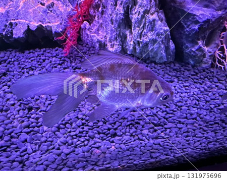 金魚 金魚 131975696