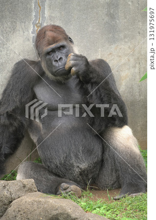 こんなポーズがお好みかと小首をかしげるゴリラ 131975697