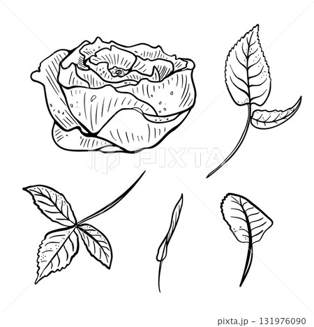 Black and white botanical vector set. Hand drawn rose, leaves and branches line art. Eustoma and foliage contour illustrations for wedding invitations, packaging. Peony flower sketch clipart. Black and white botanical vector set. Hand drawn rose, leaves and branches line art. Eustoma and foliage contour illustrations for wedding invitations, packaging. Peony flower sketch clipart. 131976090