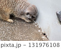 ミーアキャット 131976108