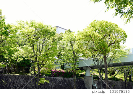 新緑あふれる街並み、神戸学が丘 新緑あふれる街並み、神戸学が丘 131976156