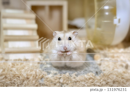 ハムスター 131976231