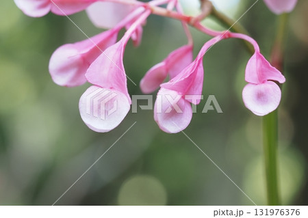 秋海棠の雌花 秋海棠の雌花 131976376