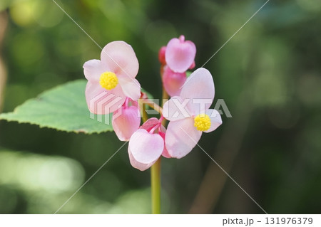 秋海棠の花のアップ 秋海棠の花のアップ 131976379