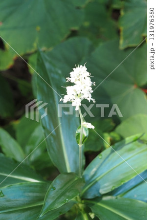 初秋に咲く白い小花 131976380