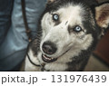 Portrait of dog Portrait of dog 131976439