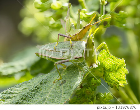 葉にとまるバッタ 131976876