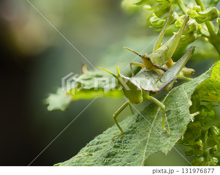 葉にとまるバッタ 131976877