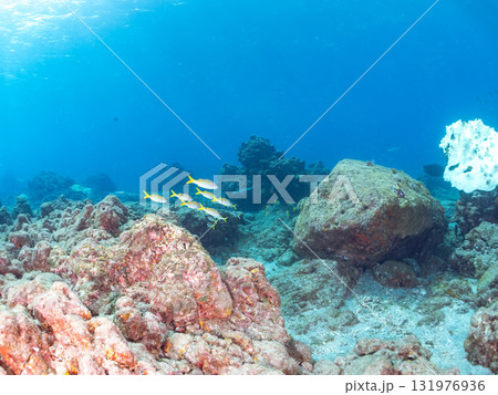 アカヒメジ他の群れ。静岡県伊豆半島南伊豆町中木ヒリゾ浜-2025年 131976936