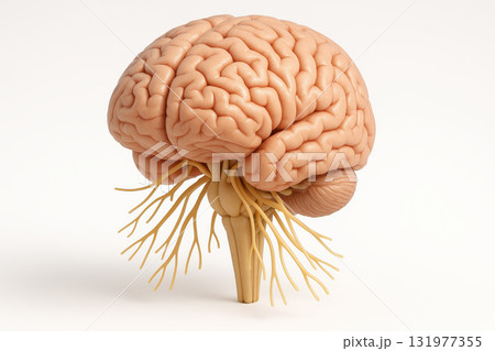 Medical brain model with detailed nerves and realistic anatomy, showing human organ structure for educational and healthcare purposes, isolated on white background 131977355